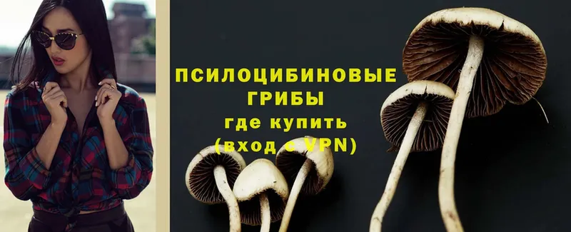 Галлюциногенные грибы Cubensis  shop Telegram  Апатиты 